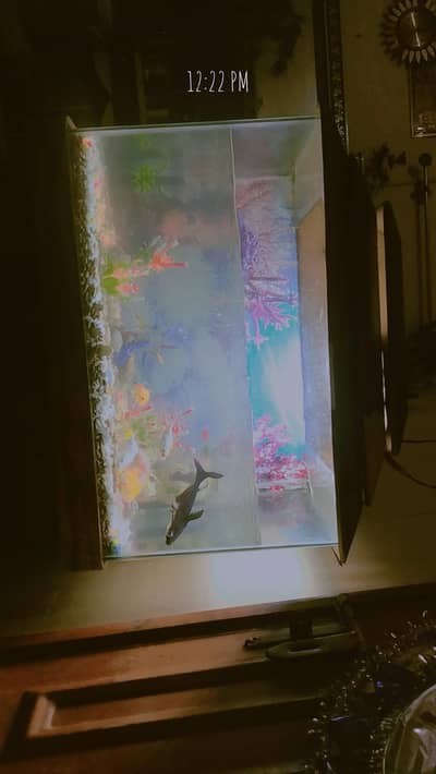 aquarium ha  aur au m fish b ha bhot sari bikul ok ha decoration ha