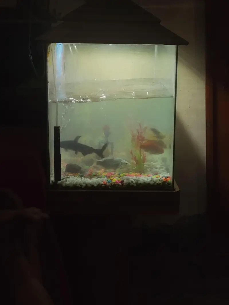 aquarium ha  aur au m fish b ha bhot sari bikul ok ha decoration ha — photo 3