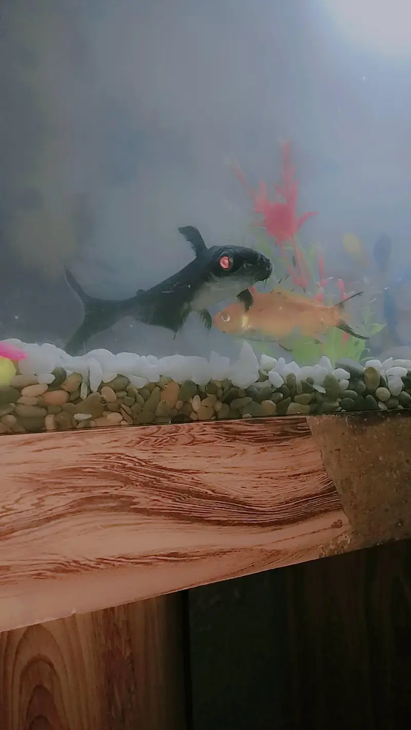aquarium ha  aur au m fish b ha bhot sari bikul ok ha decoration ha — photo 4