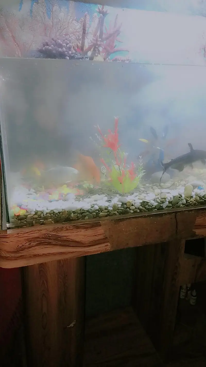 aquarium ha  aur au m fish b ha bhot sari bikul ok ha decoration ha — photo 5