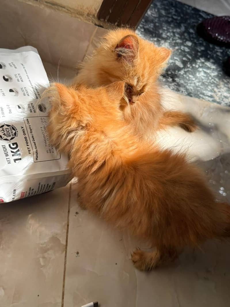 Persian kittens 0