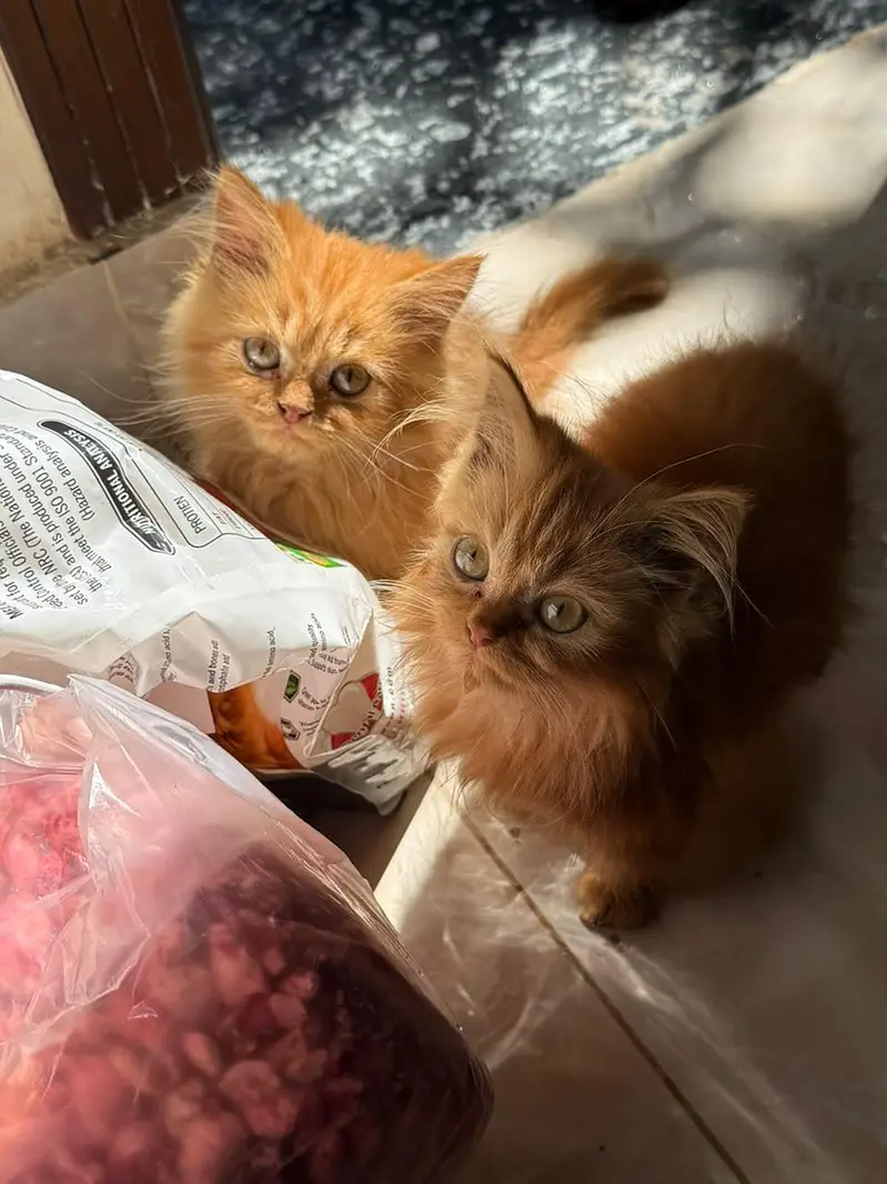 Persian kittens — photo 2
