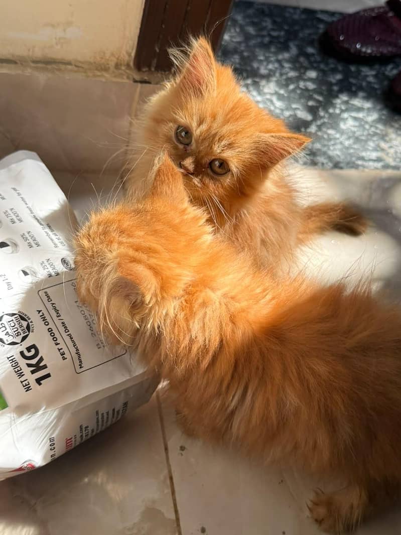 Persian kittens 2