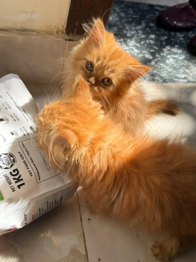 Persian kittens — photo 3