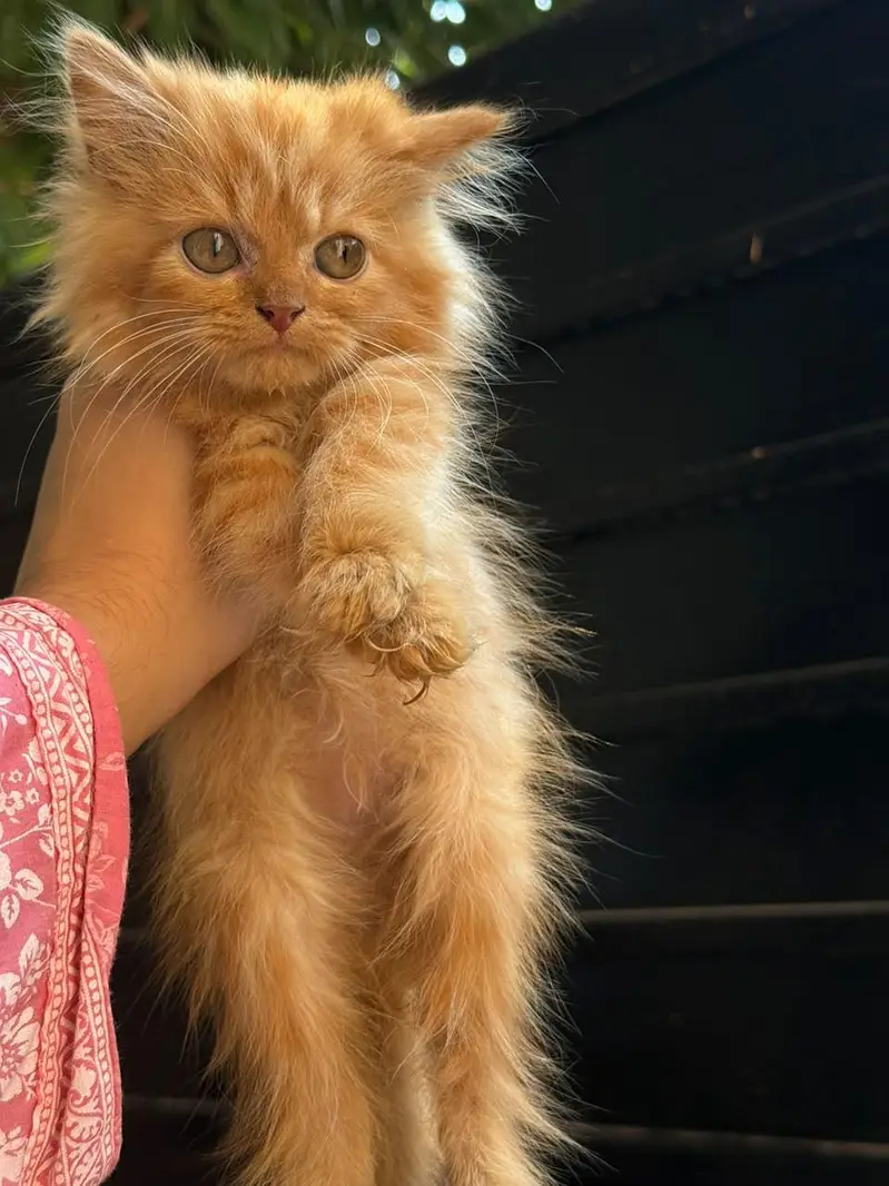 Persian kittens — photo 4