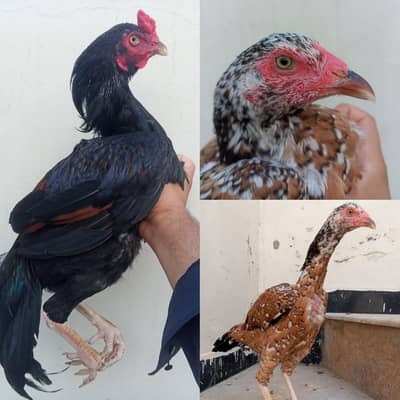 Aseel Mianwali Band Gaddi Pair (Home Breed)