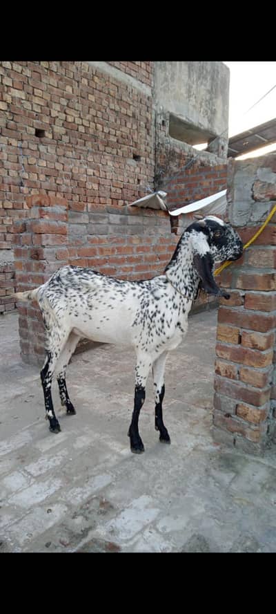makhi cheeni