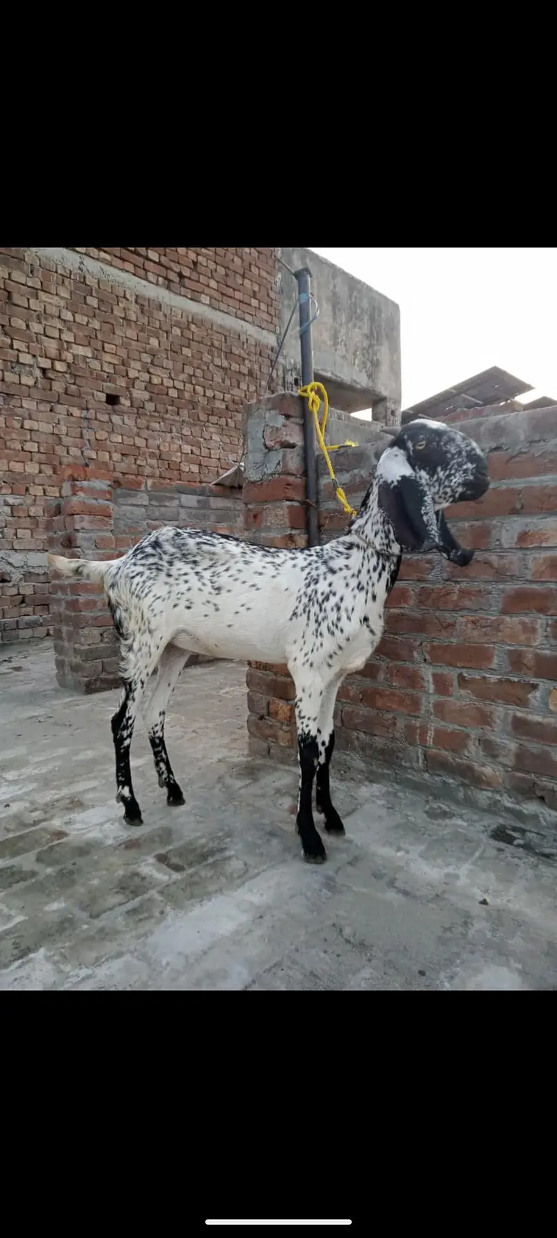 makhi cheeni — photo 2
