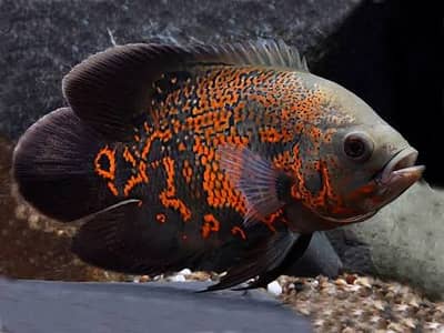 Fish (Free Home Delivery) | 30 + types of fishes are available