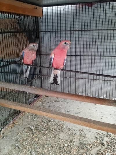 Roza Burkhi Confirm breeder pair