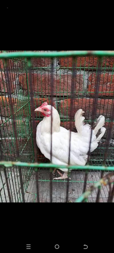 English game Japanese female for sale