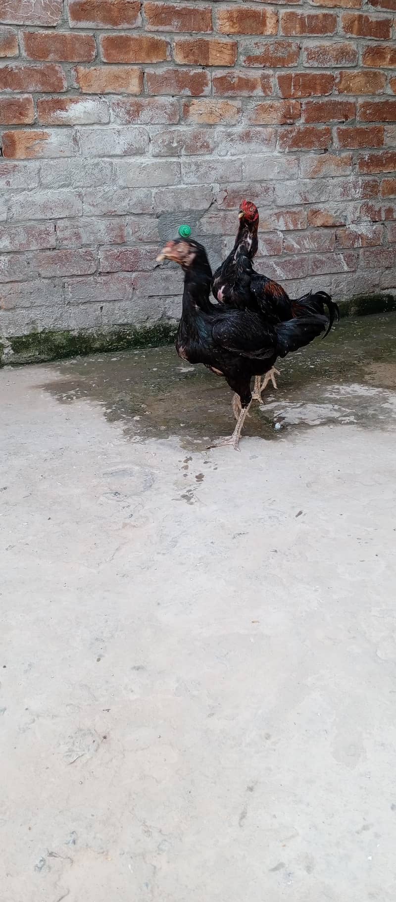 Aseel pair 2