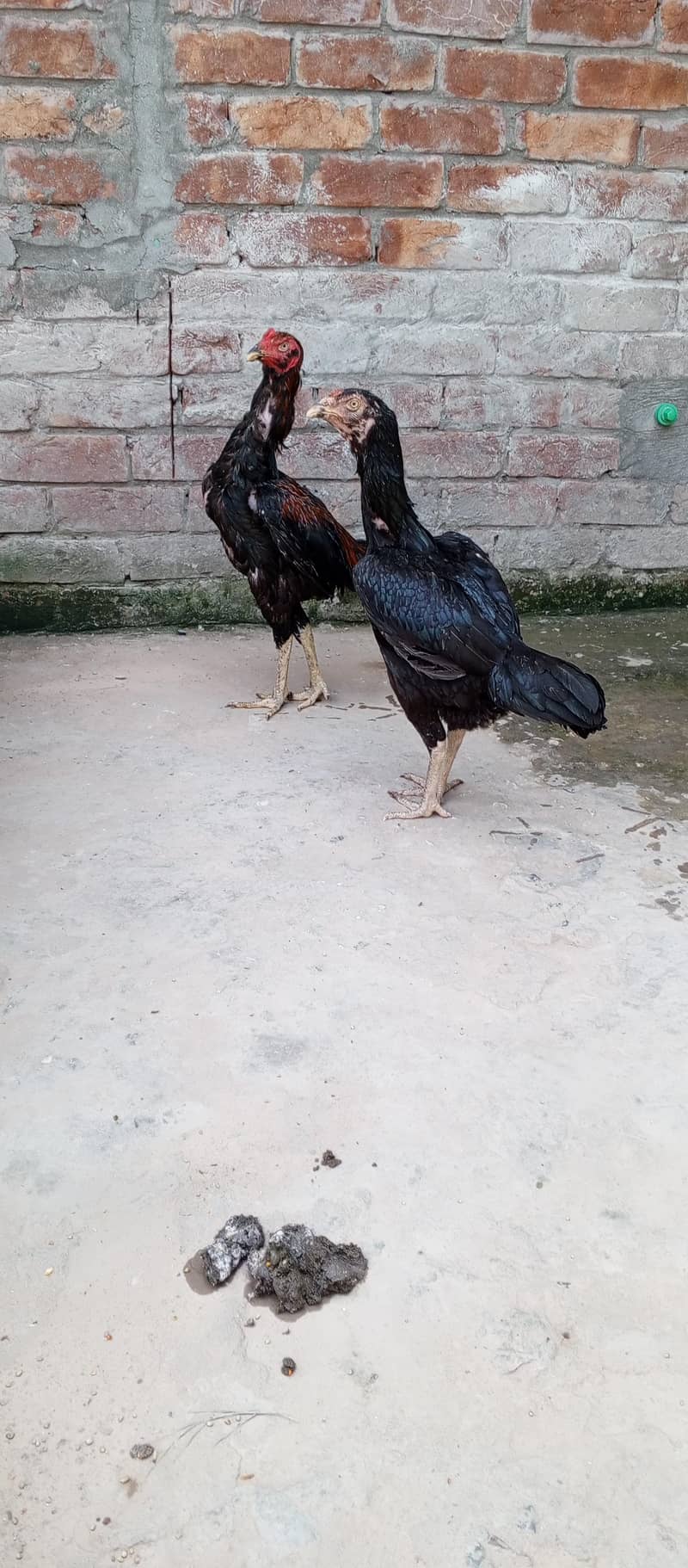 Aseel pair 4