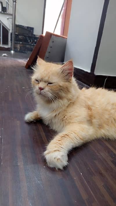 Persian punch face cat 3 coated