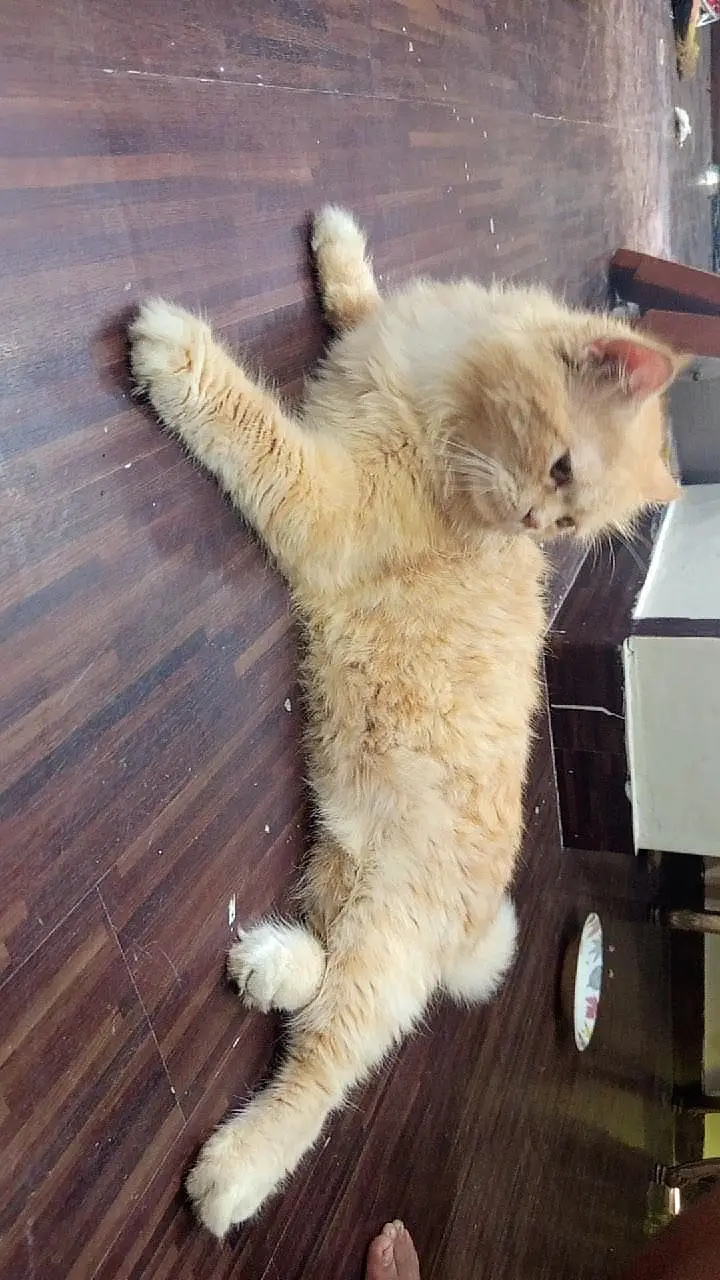 Persian punch face cat 3 coated — photo 2
