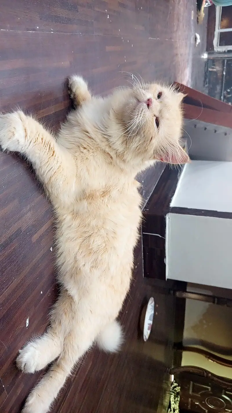 Persian punch face cat 3 coated — photo 3