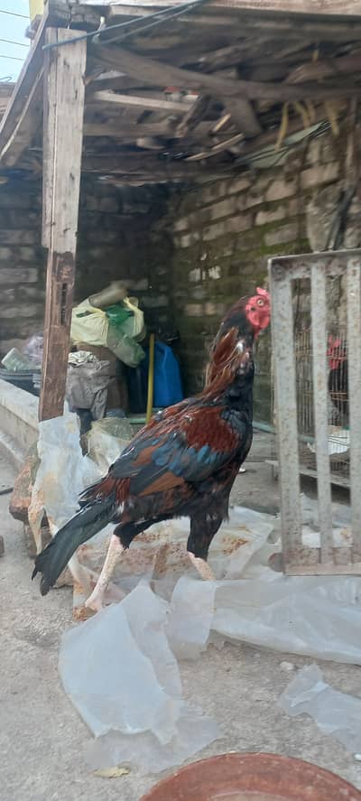 1 murga 3 murgiya tottal 4 hn or kabuter 4 hain tottal deal 27000 hzar
