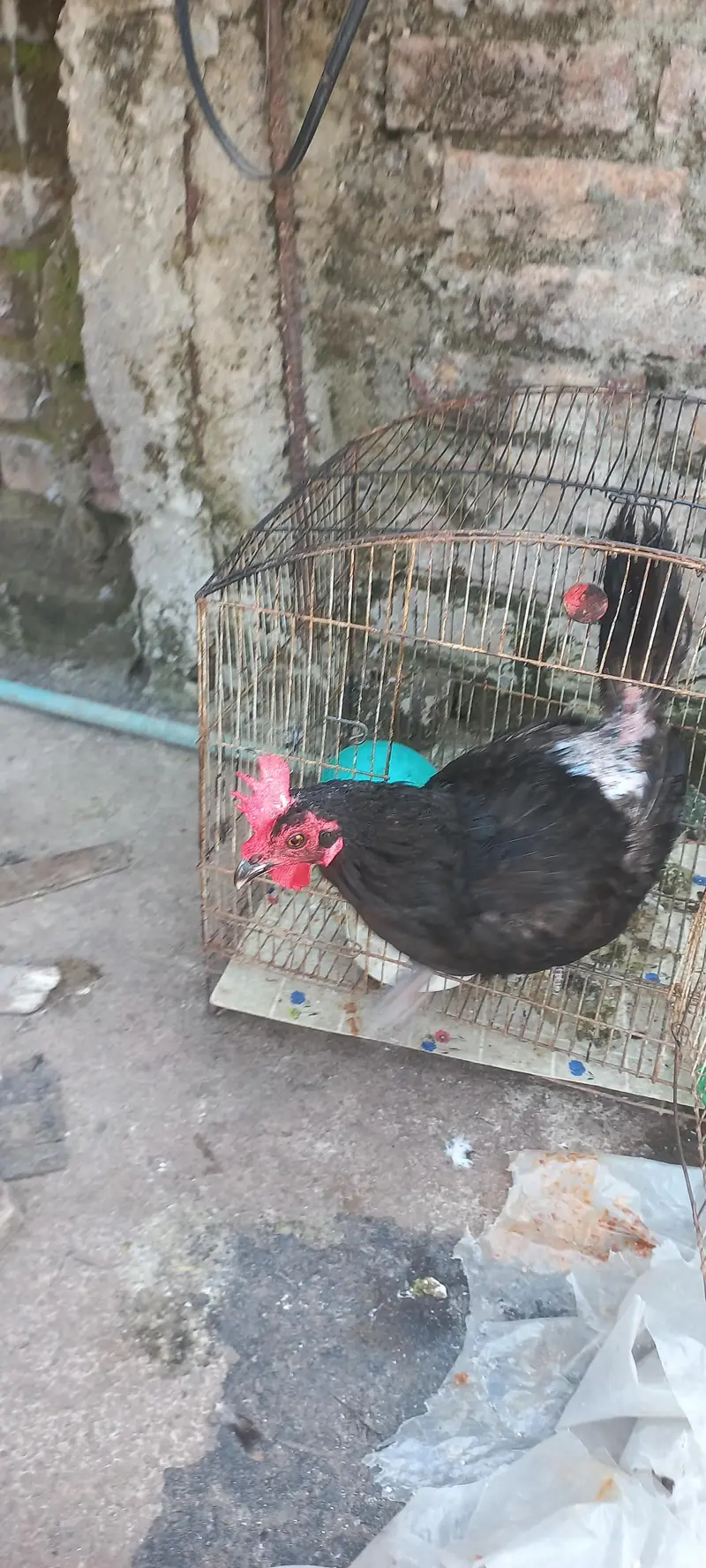 1 murga 3 murgiya tottal 4 hn or kabuter 4 hain tottal deal 27000 hzar — photo 5