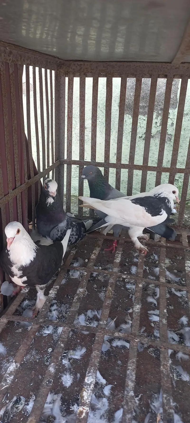 1 murga 3 murgiya tottal 4 hn or kabuter 4 hain tottal deal 27000 hzar — photo 6