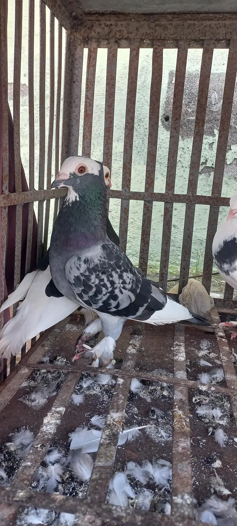 1 murga 3 murgiya tottal 4 hn or kabuter 4 hain tottal deal 27000 hzar — photo 8