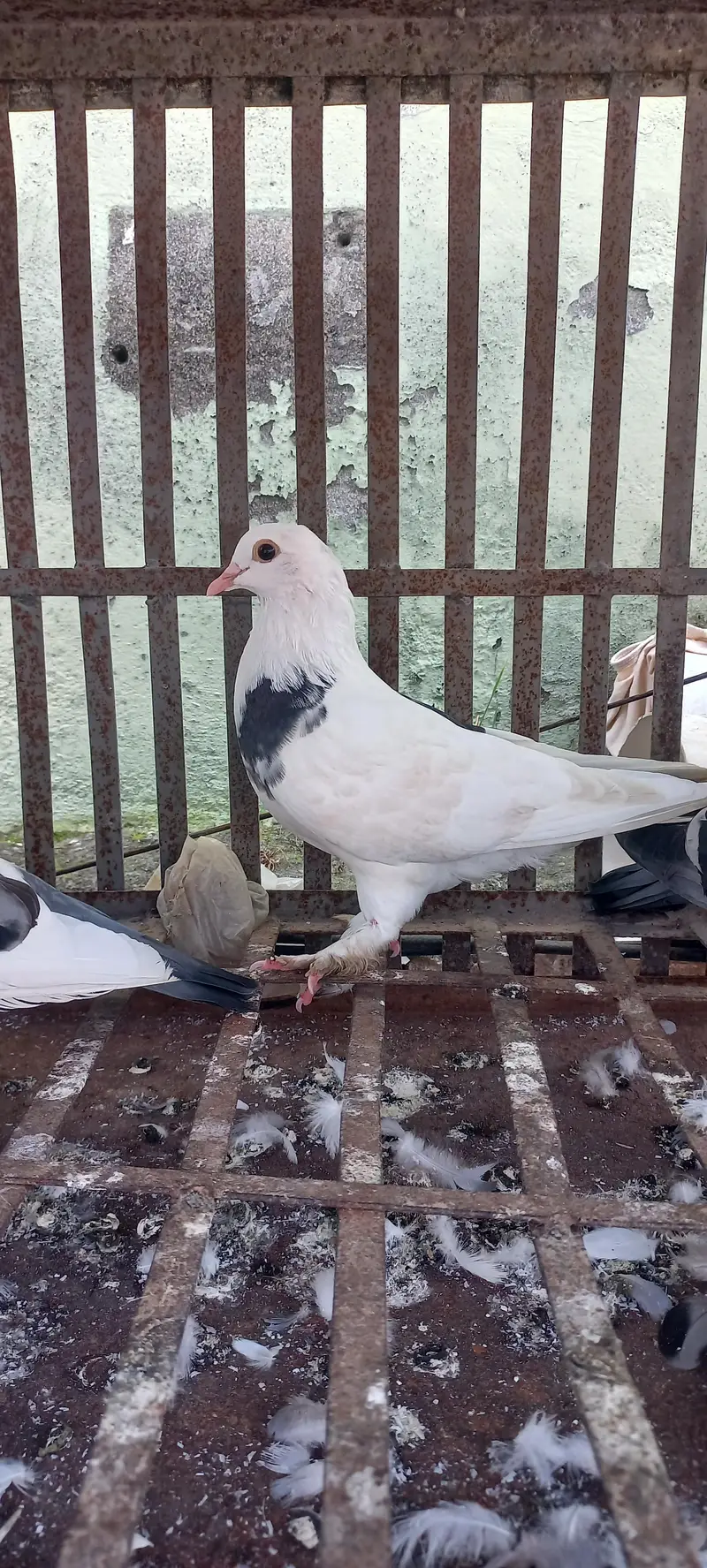 1 murga 3 murgiya tottal 4 hn or kabuter 4 hain tottal deal 27000 hzar — photo 10