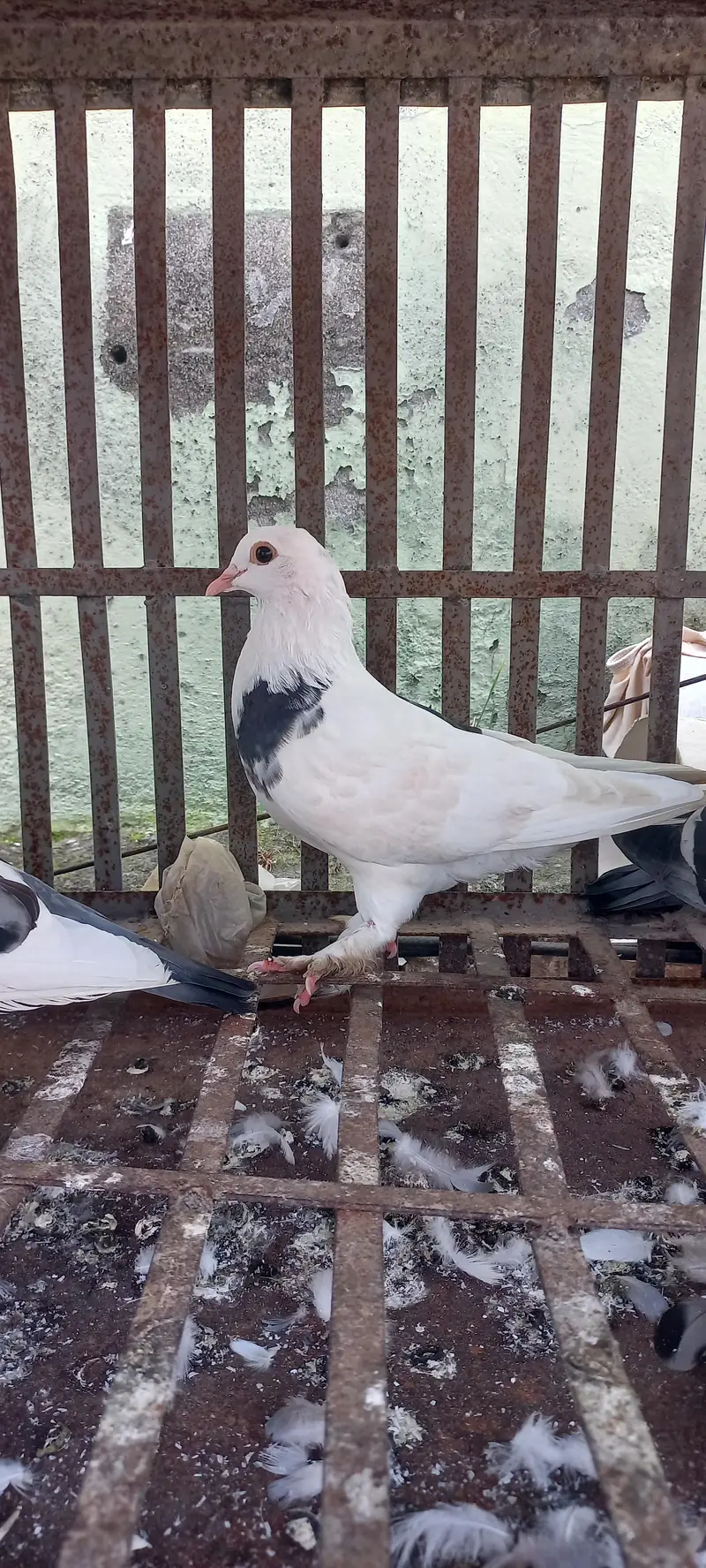 1 murga 3 murgiya tottal 4 hn or kabuter 4 hain tottal deal 27000 hzar — photo 11