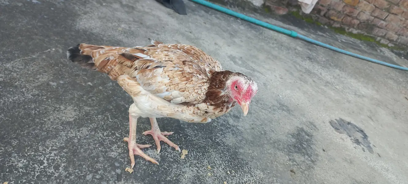 1 murga 3 murgiya tottal 4 hn or kabuter 4 hain tottal deal 27000 hzar — photo 12