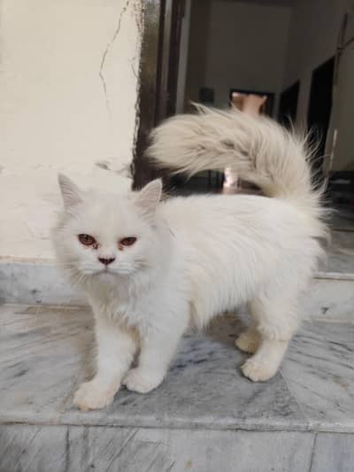Persian cat for sale