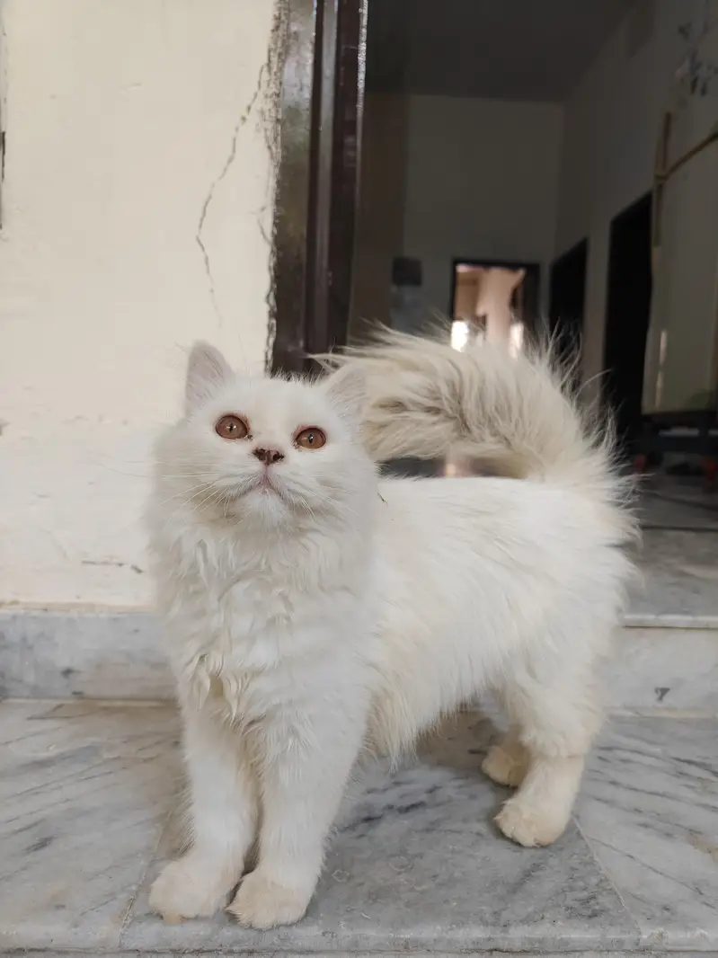 Persian cat for sale — photo 2