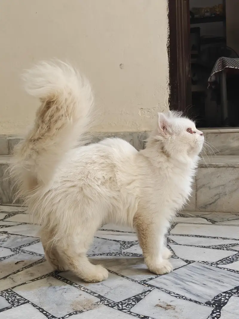 Persian cat for sale — photo 3