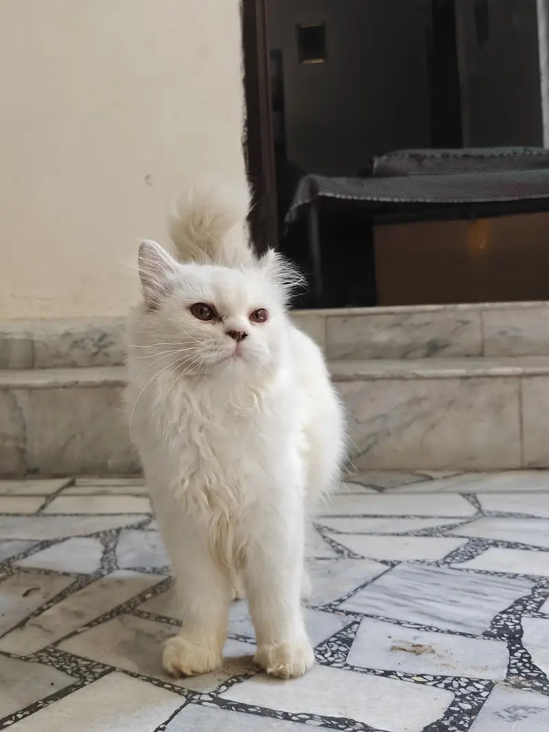 Persian cat for sale — photo 4