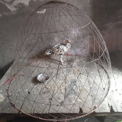 only full size tokra for sale