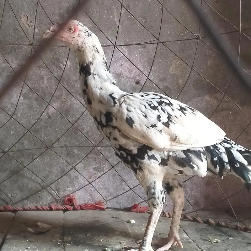 پیور اصیل میانوالی وآئٹ آنکھ ہے لراکی مرگی ہے فل ایکٹو اور تندرست ہے — photo 4