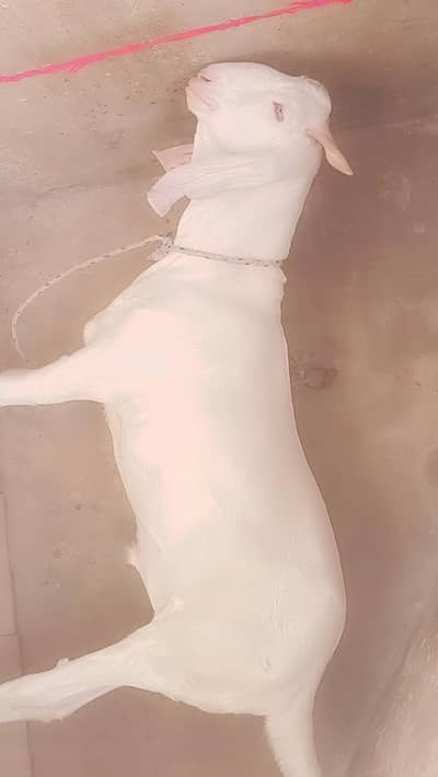 Kapla white 2 daant 60kg live weight
