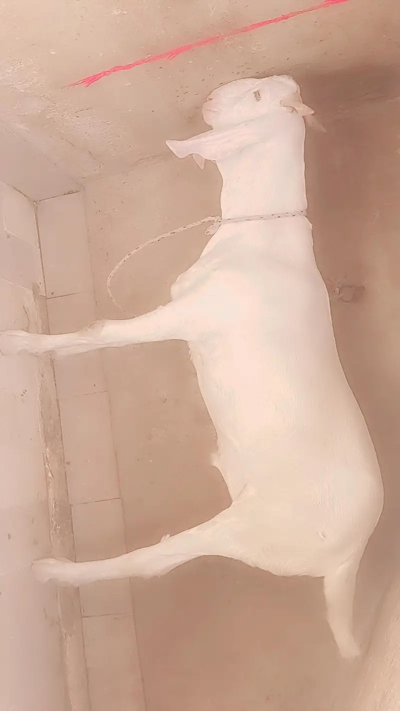 Kapla white 2 daant 60kg live weight — photo 2