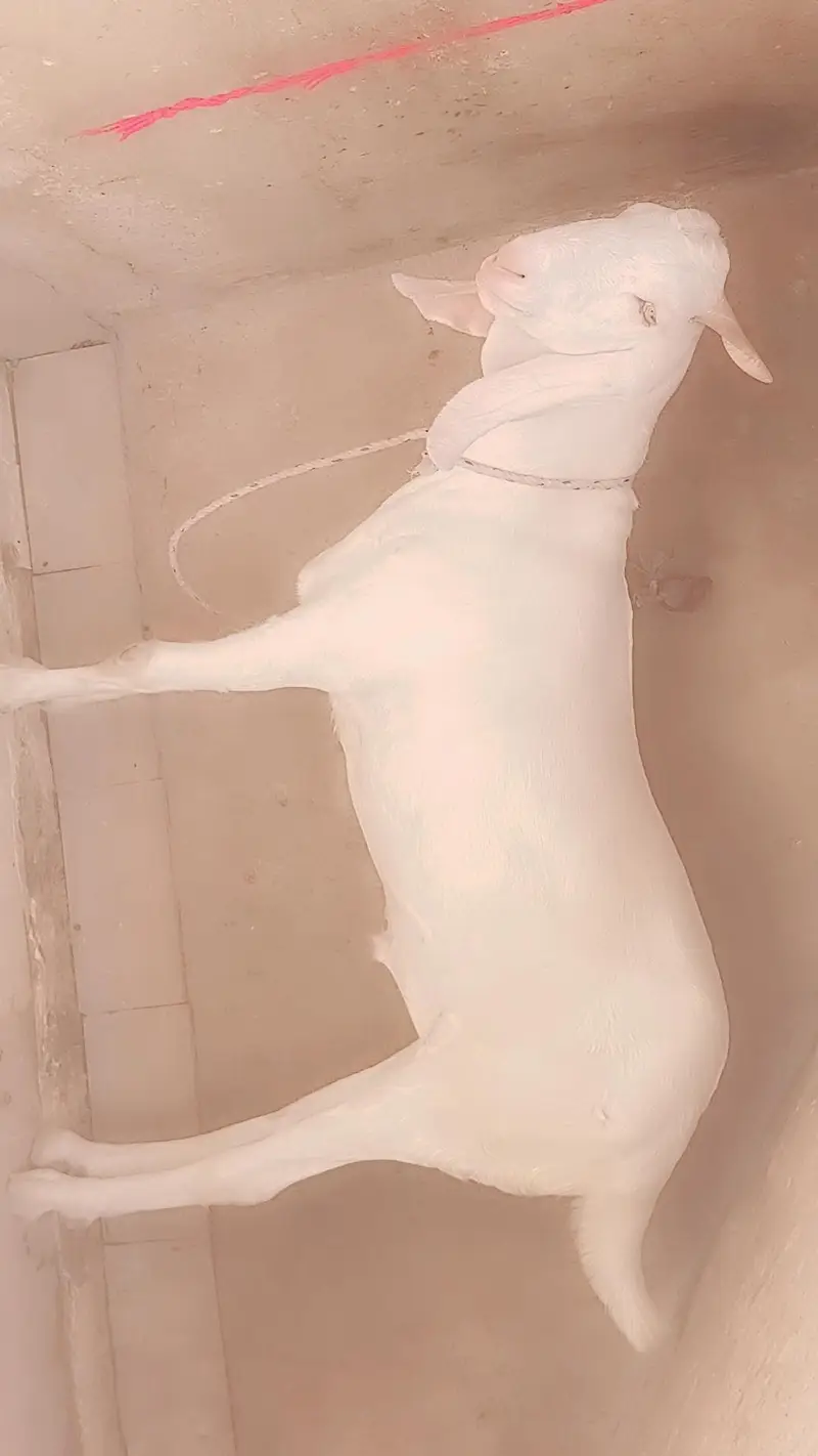 Kapla white 2 daant 60kg live weight — photo 3