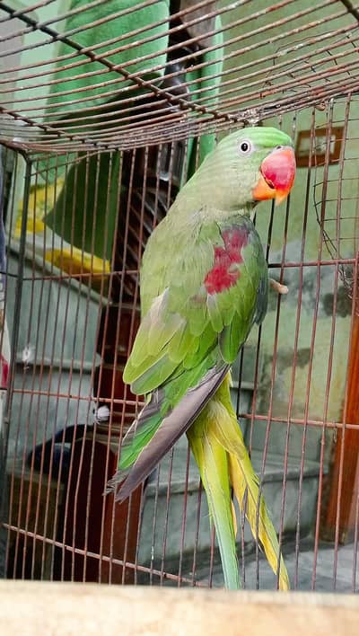 Active healthy raw female