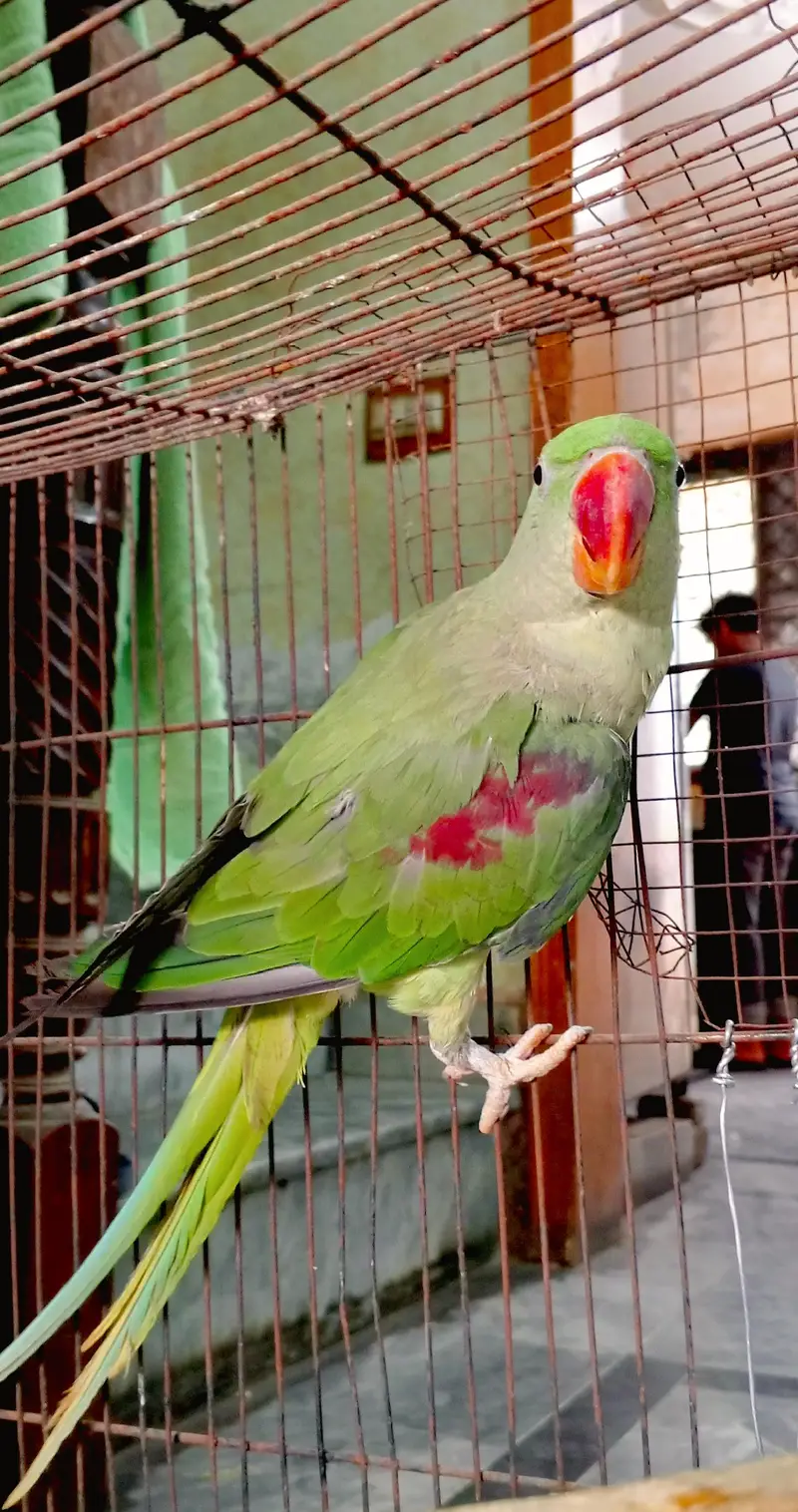 Active healthy raw female — photo 2