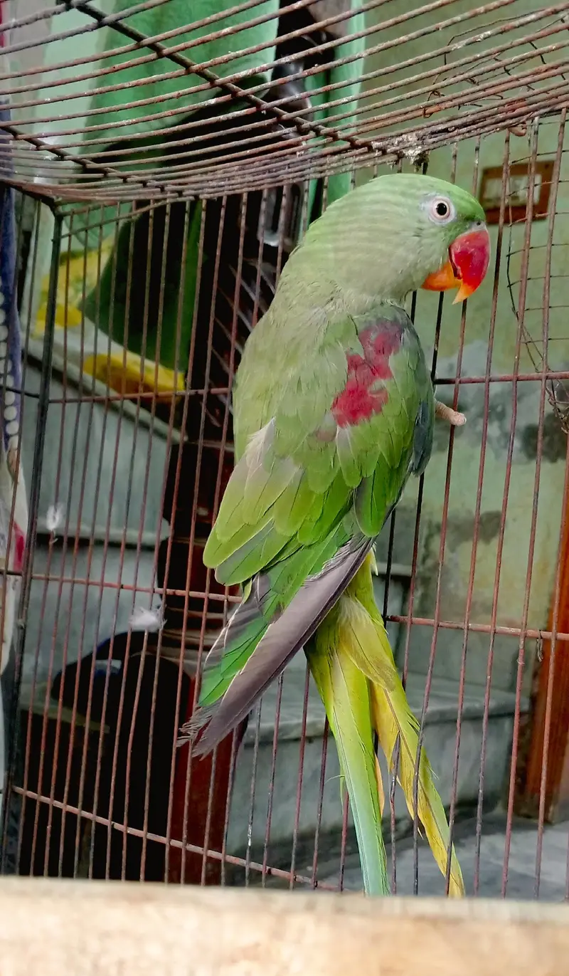 Active healthy raw female — photo 3