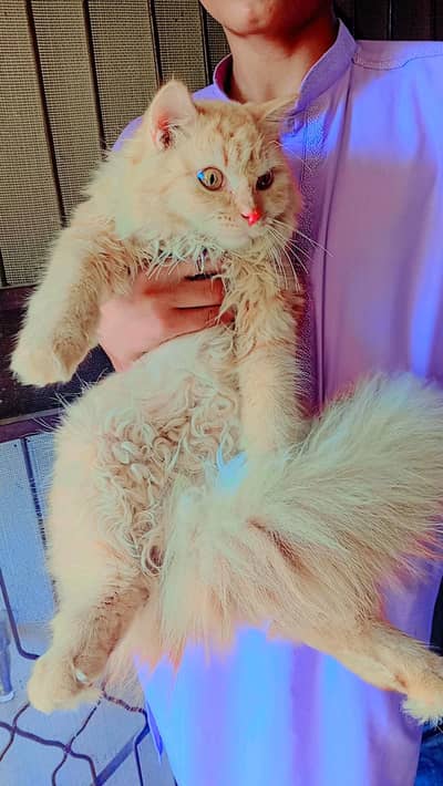 persion cat very friendly litter train  healthy 03262647507  whapp