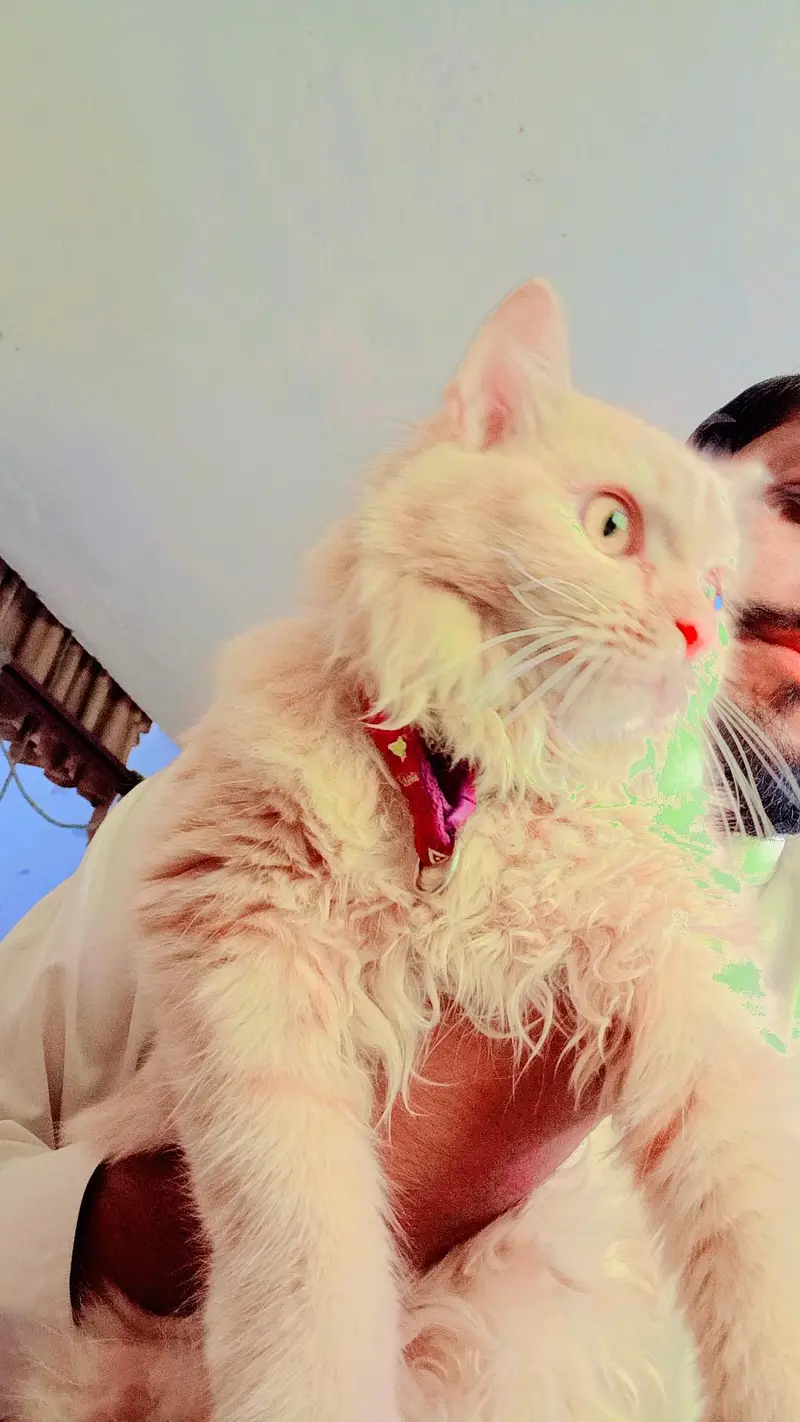 persion cat very friendly litter train  healthy 03262647507  whapp — photo 3