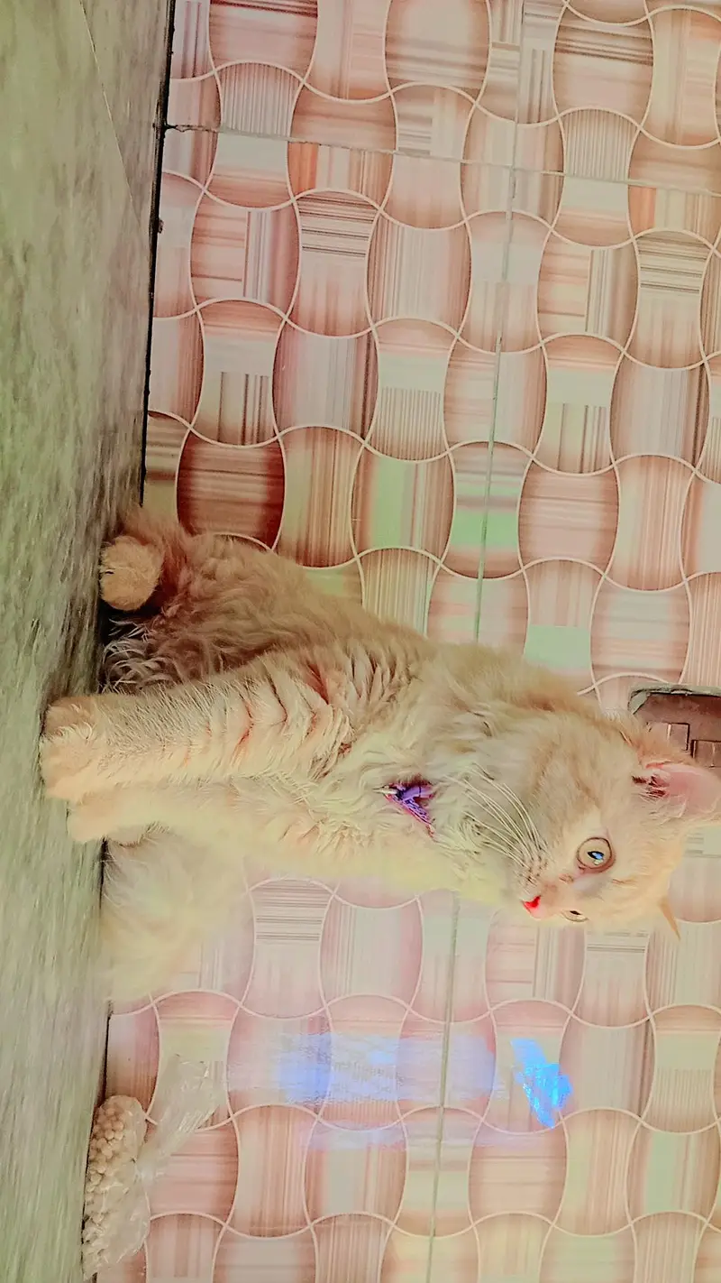 persion cat very friendly litter train  healthy 03262647507  whapp — photo 4