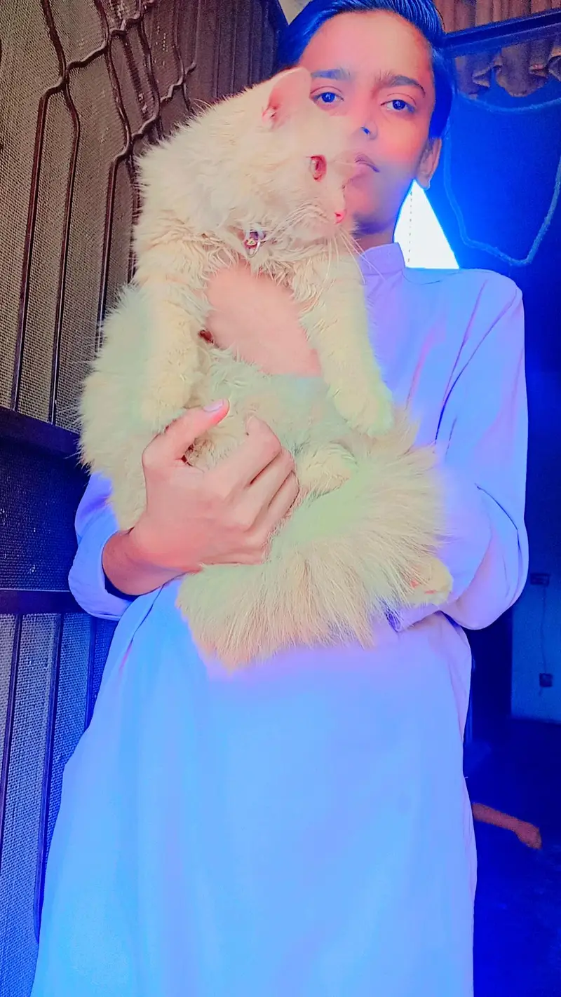 persion cat very friendly litter train  healthy 03262647507  whapp — photo 5