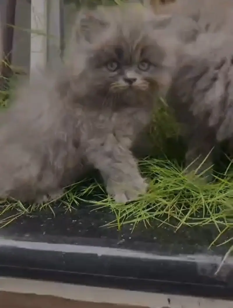 Persian kittens whatp ///0370 ///4629095/// — photo 3