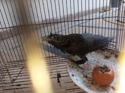 asian koel with black eyes