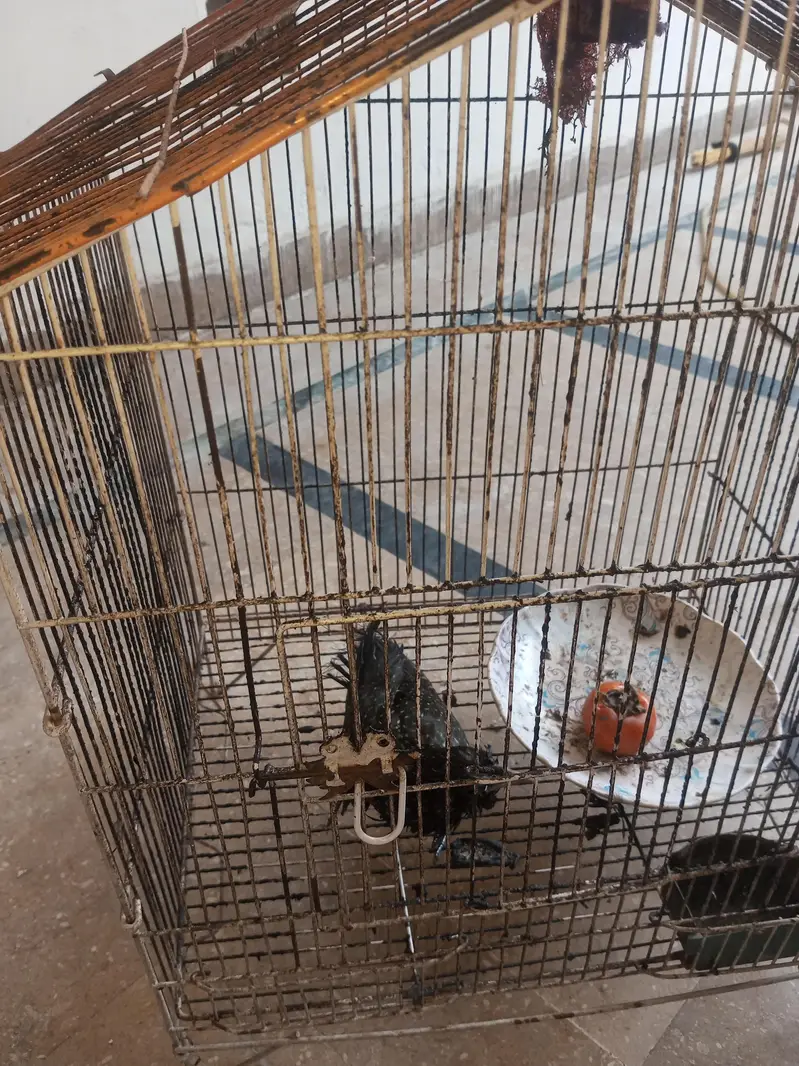 asian koel with black eyes — photo 2