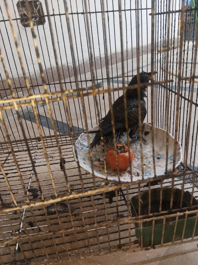 asian koel with black eyes — photo 3