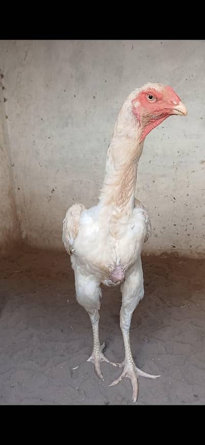 shamo aseel