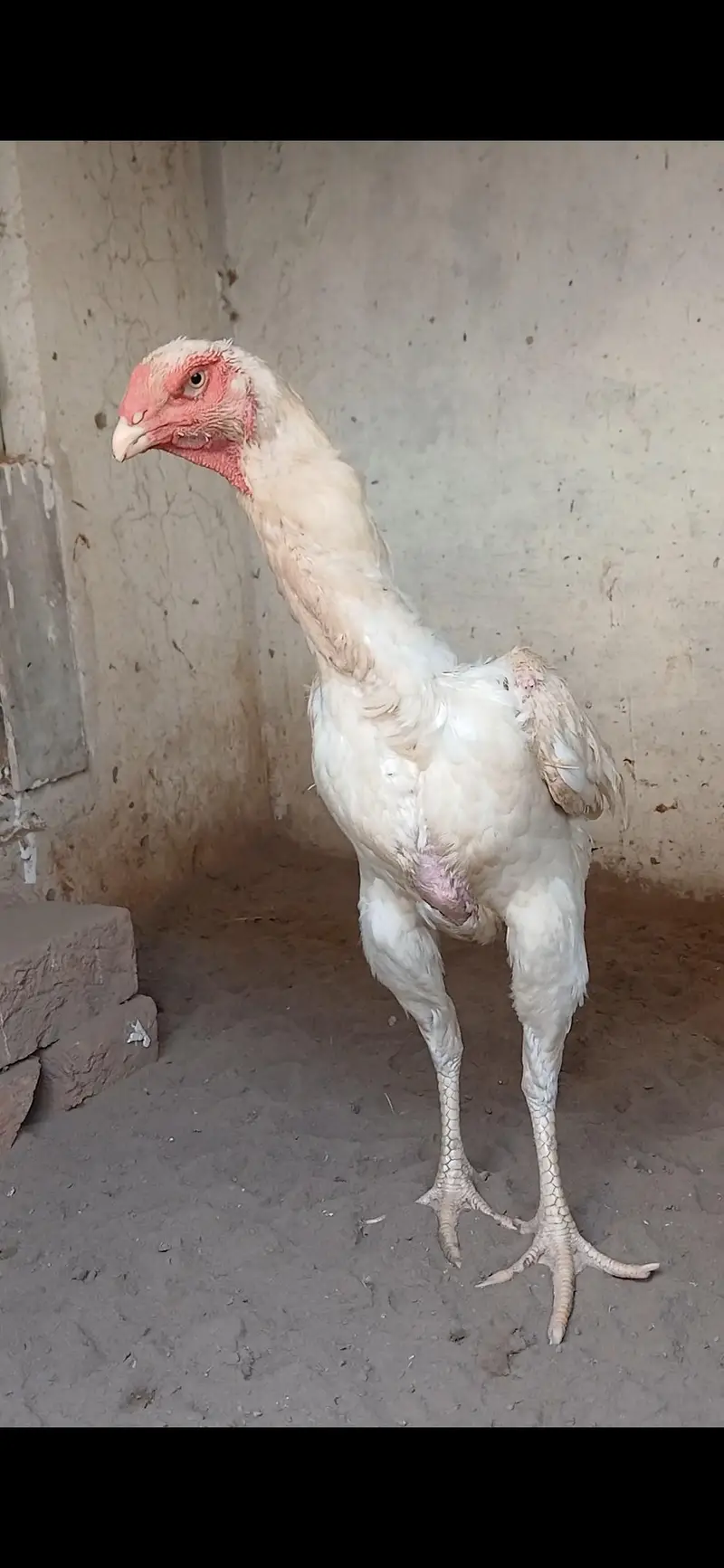 shamo aseel — photo 4