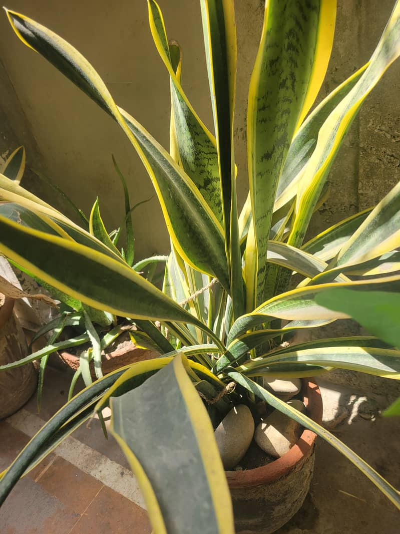 plants 0